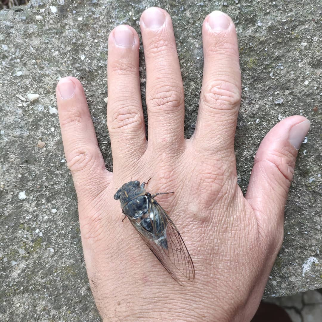 цикада насекомое в крыму