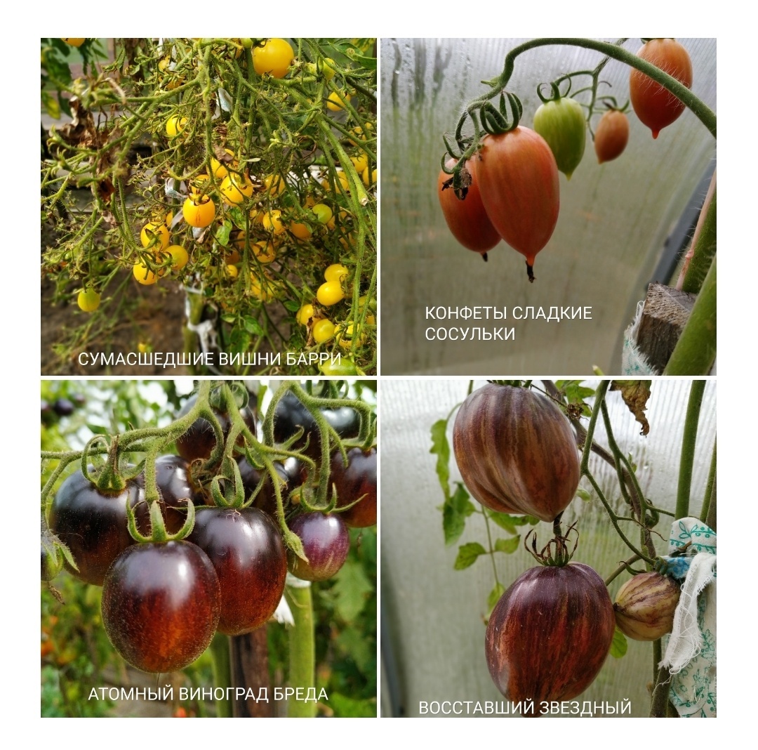 Мои коллекционные томаты | Пикабу