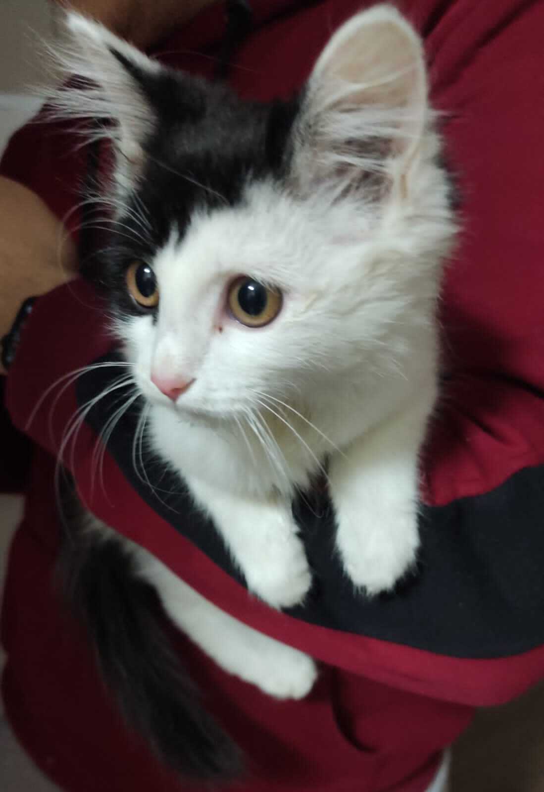 Пикабушники Казахстана, помогите пристроить чудесную кошечку. Астана ...