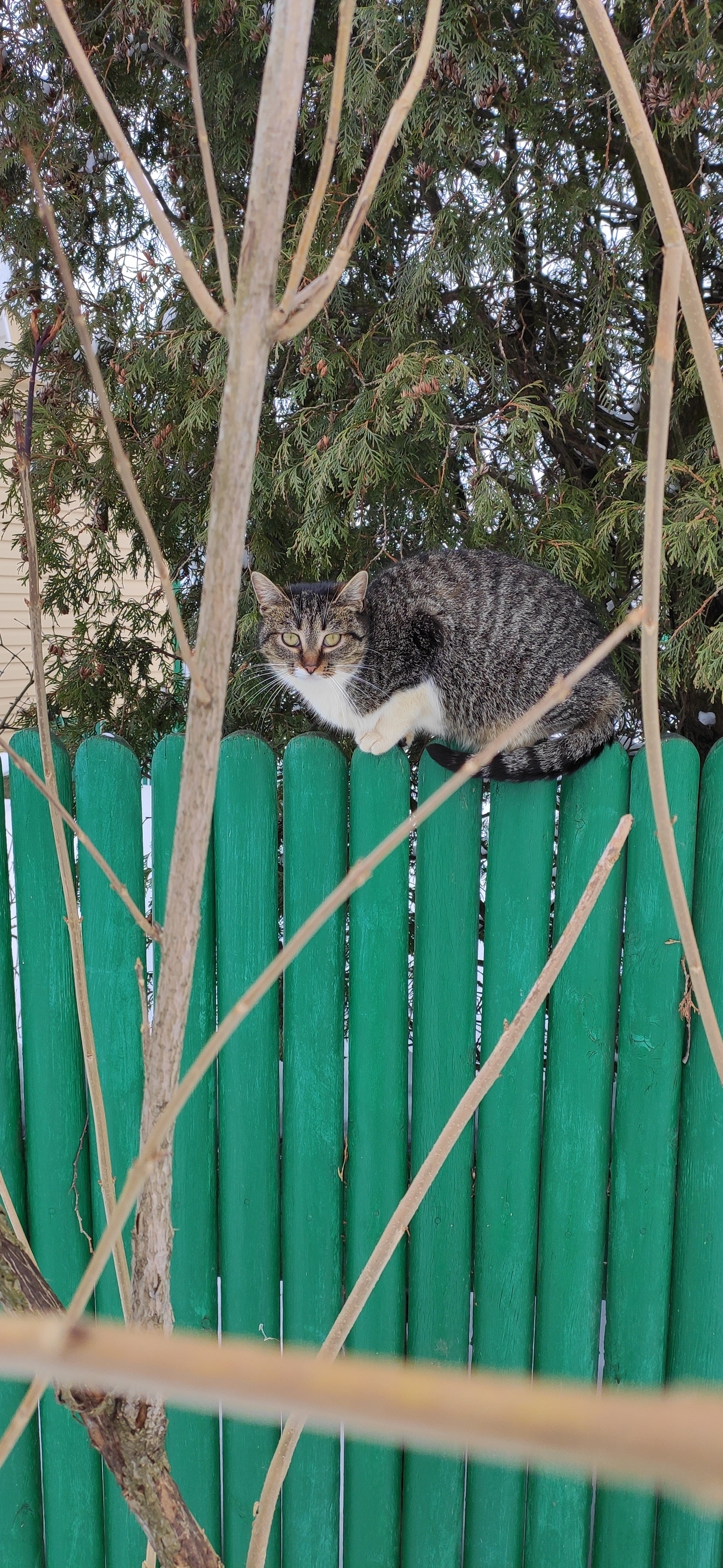 Кот на заборе картинки