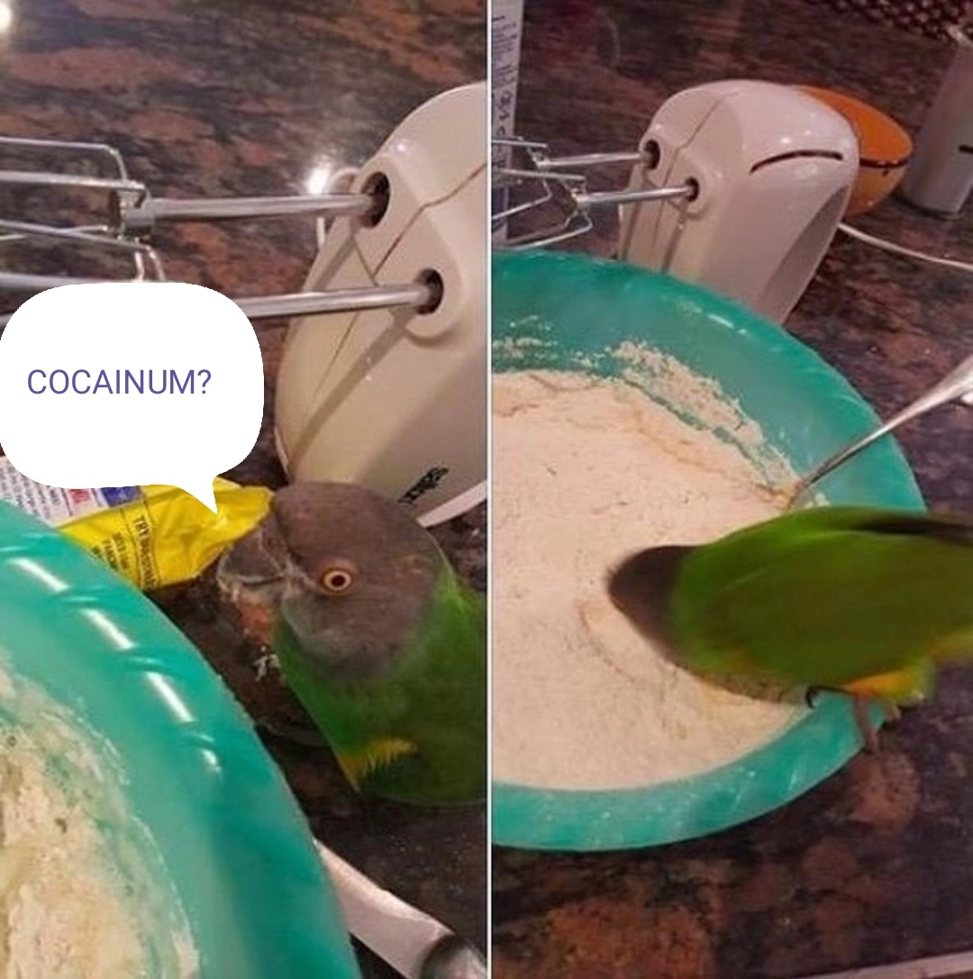 Ответ на пост «Помощник по готовке» | Пикабу