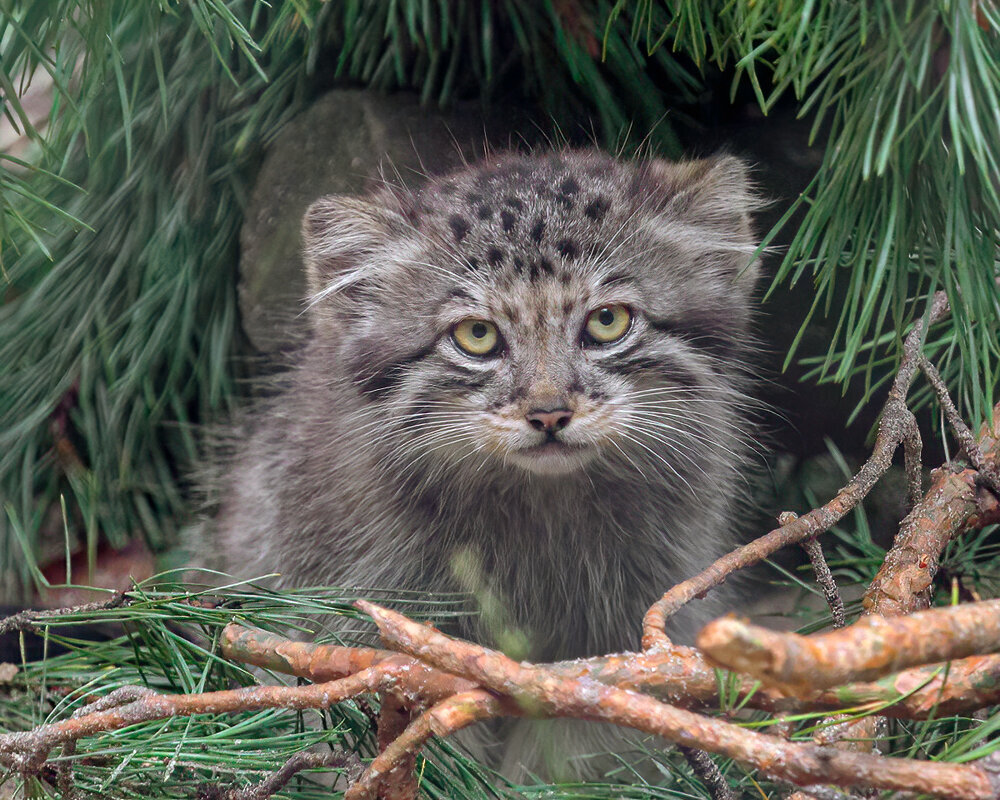 Кошки в дизайне интерьера