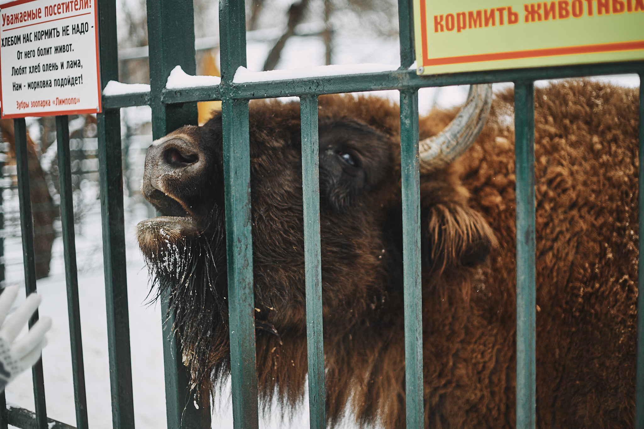 Клевые зверюки Нижегородского зоопарка | Пикабу