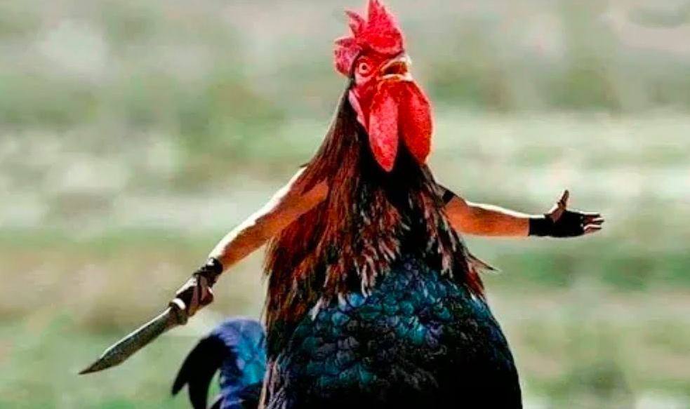 Курица убила мужика | Пикабу