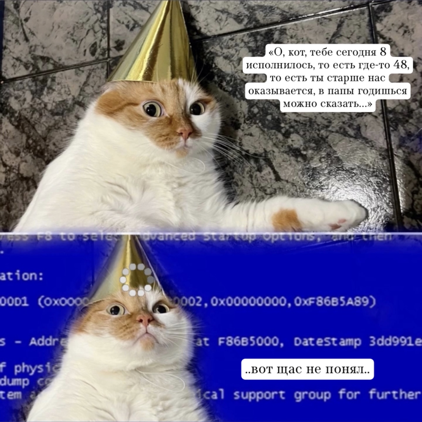 Котики и день рождения