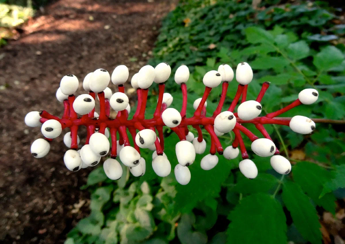 Растения которых очень мало. Воронец толстоножковый. Actaea pachypoda. Кукольные глазки (белый Воронец). Ядовитое растение Воронец толстоножковый.