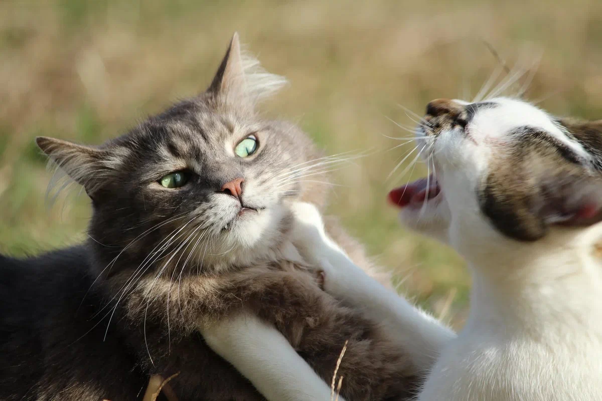 Как отличить, когда кошки играют, а когда дерутся и выясняют отношения? Как  разнять котов? | Пикабу