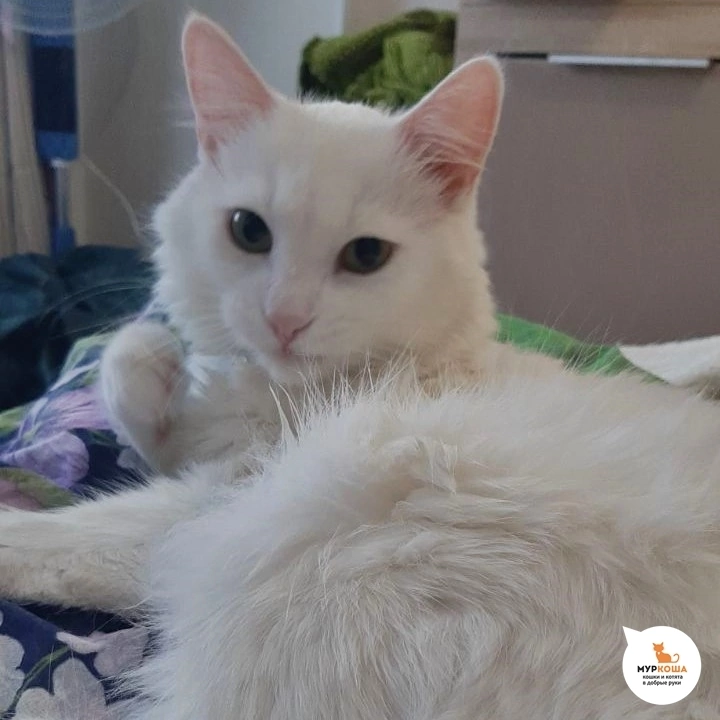 Выбираю "Муркошу" | Пикабу