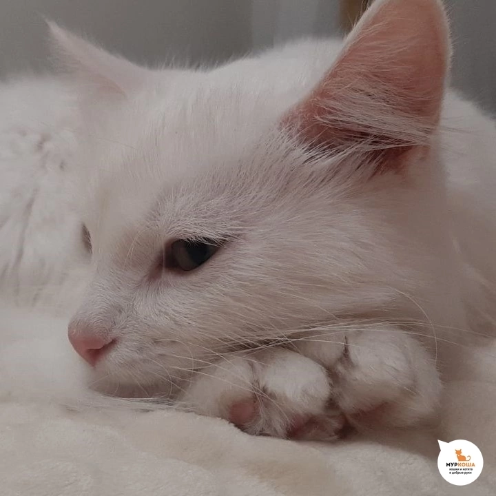 Выбираю "Муркошу" | Пикабу