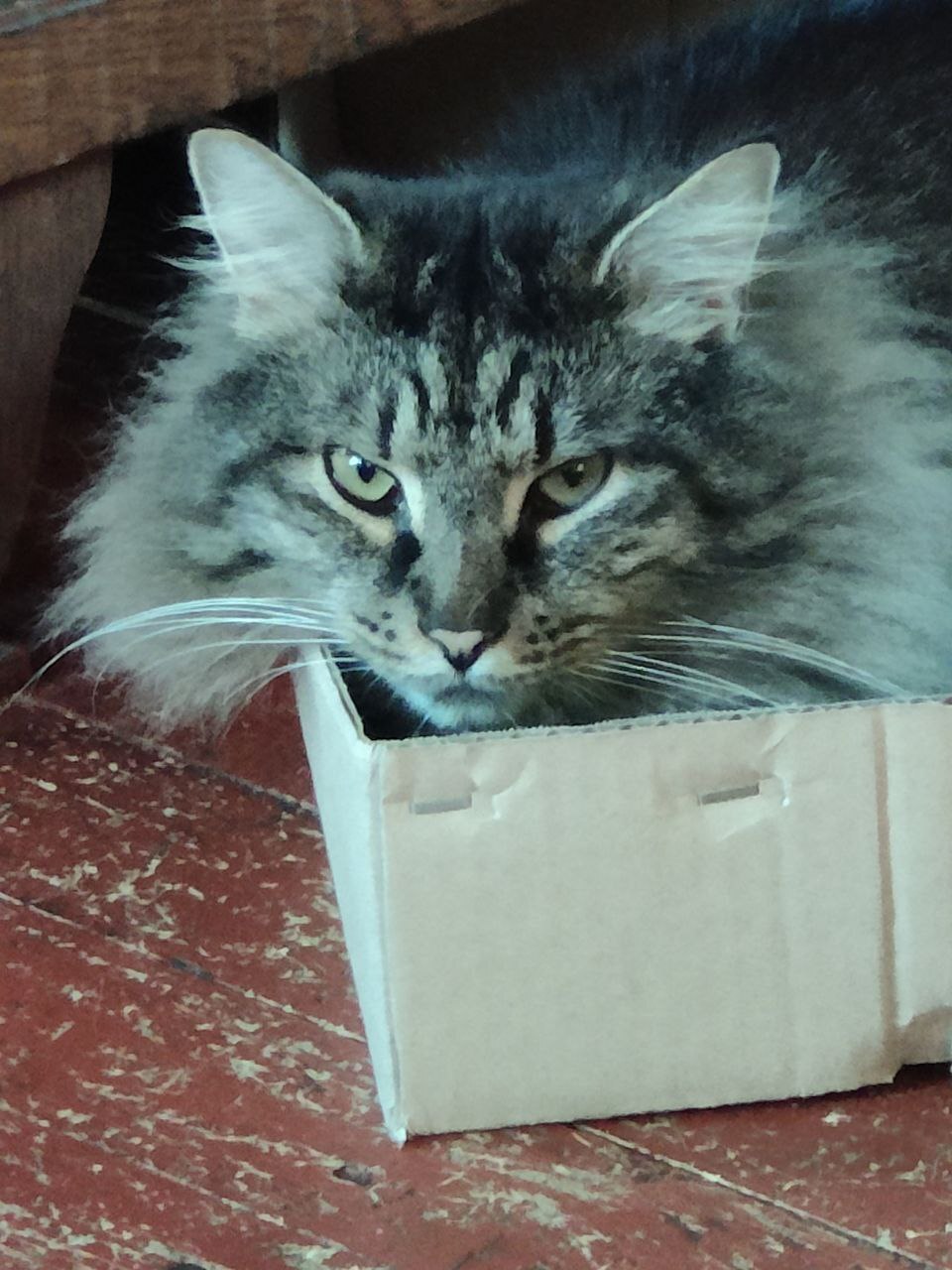 Было-стало от кота Тимофея. Его укусил клещ, потом развился отек легких ...