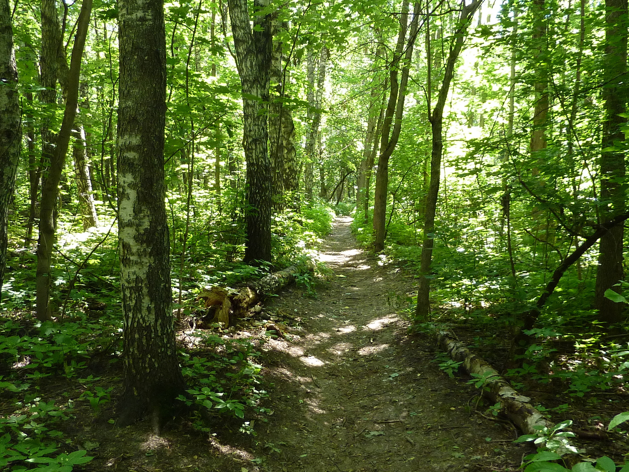 Лесные тропинки | Пикабу