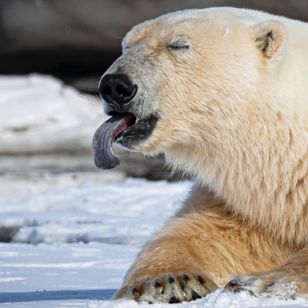 какого цвета язык у белого медведя