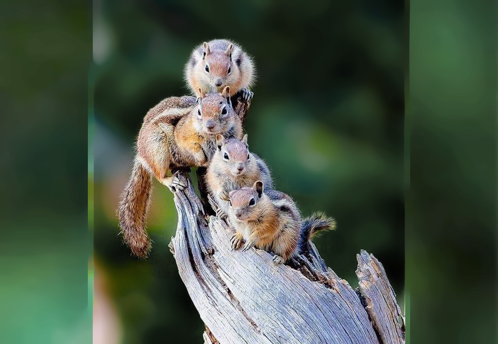 Мартовские иды | Пикабу