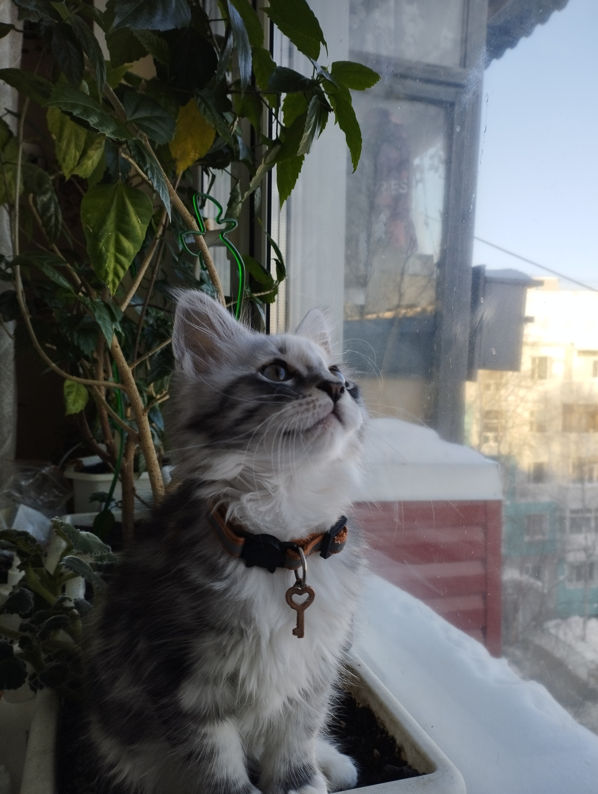 Шкода | Пикабу