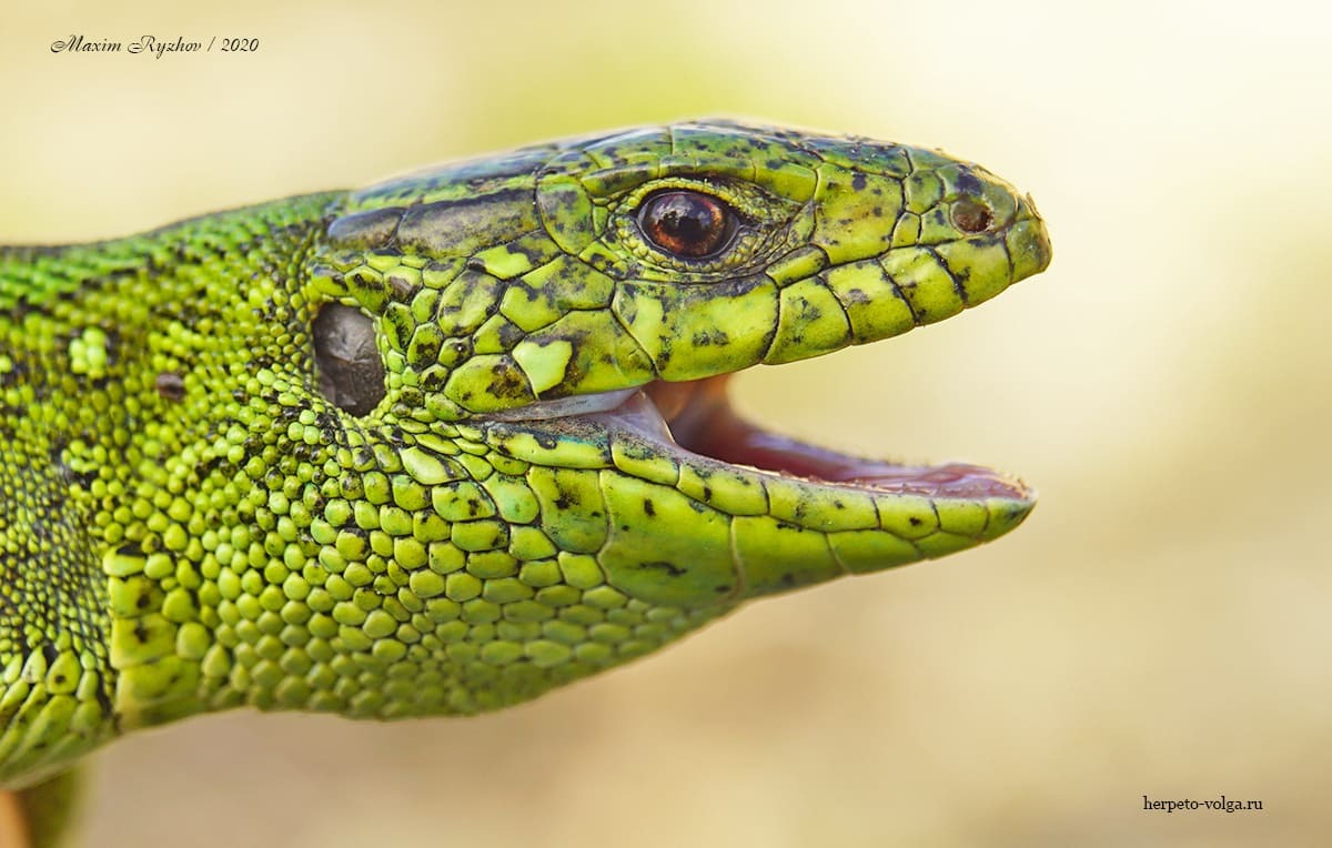 Окраска прыткой ящерицы (Lacerta agilis) осенью и ранней весной | Пикабу