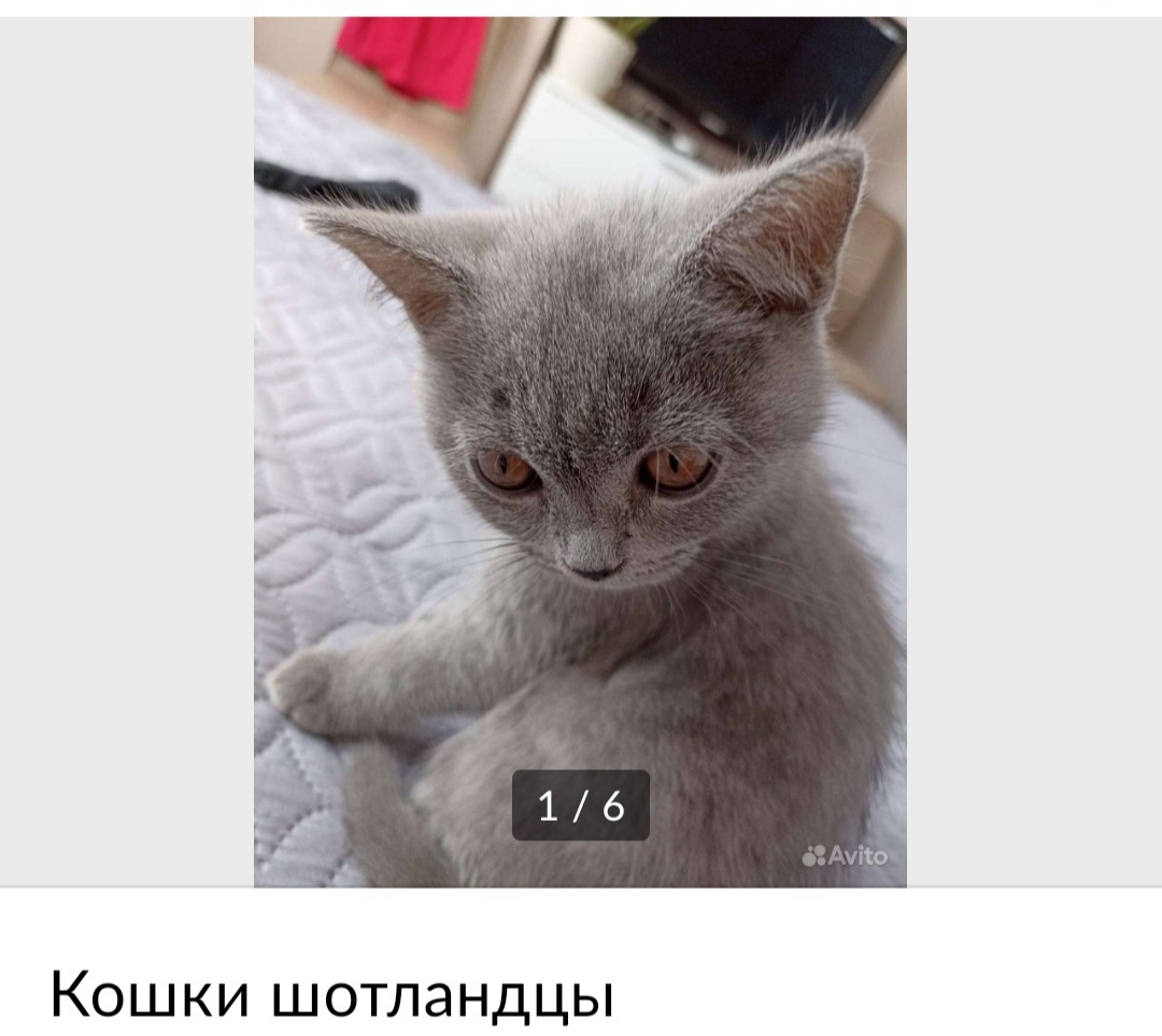 Русский зоо порно домашняя кошка лижет пизду девушке видео смотреть