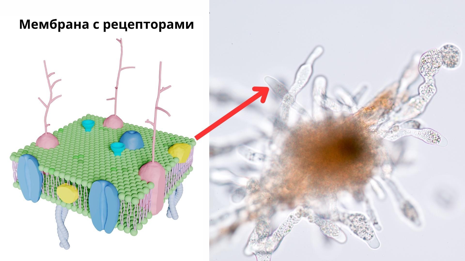 Сюжеты из микромира #1. Как охотится амёба? | Пикабу