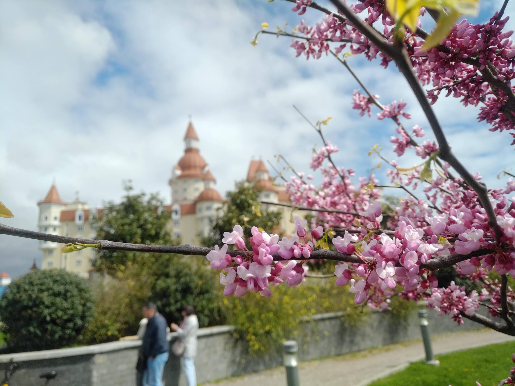 Сочи, весна, сакура | Пикабу