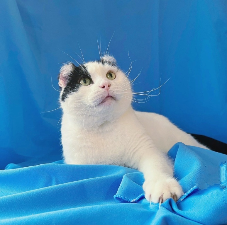 Котик "шотландец поневоле" Мурзик в добрые руки | Пикабу