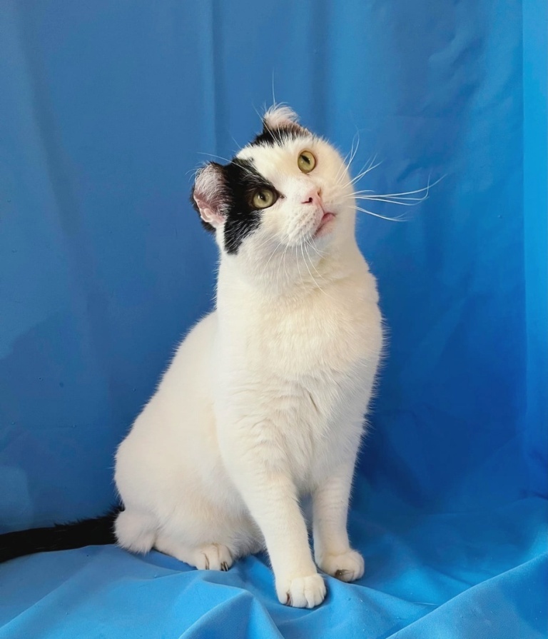 Котик "шотландец поневоле" Мурзик в добрые руки | Пикабу