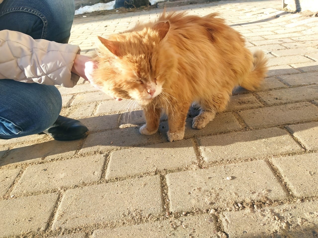 Люди уехали, а своего рыжего кота оставили у подъезда. Нужен дом. Рыжий,  пушистый. СПб и ЛО. Любань. Без рейтинга | Пикабу