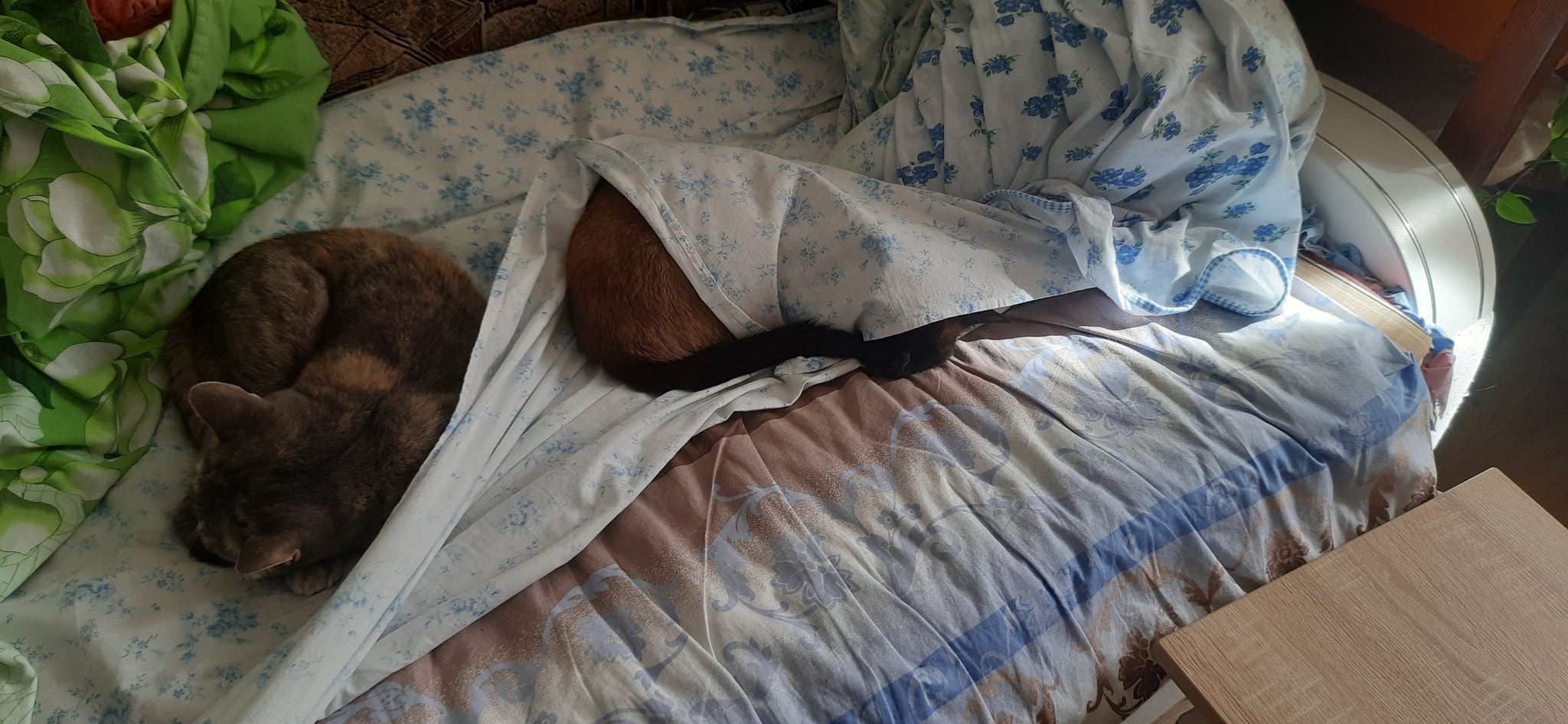 Коши | Пикабу