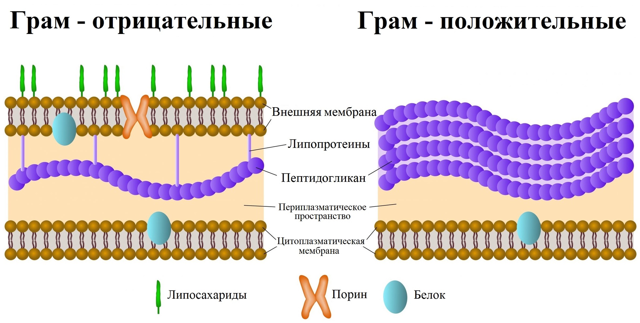 Окрашивание по Граму. Что это такое? Гайд | Пикабу