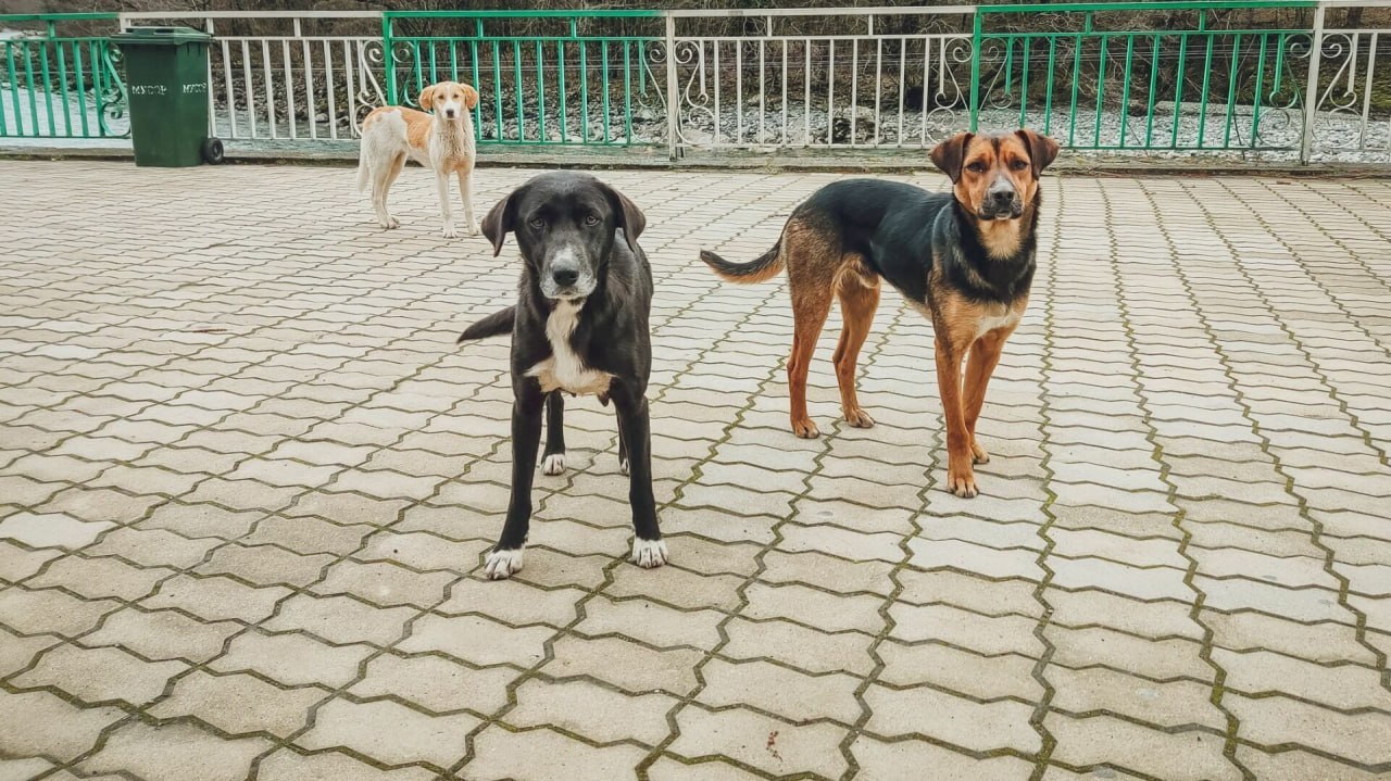 Собаки загрызли ребенка в Оренбурге. Возможно убийство бездомных собак,  которых в городе до 10 тысяч | Пикабу