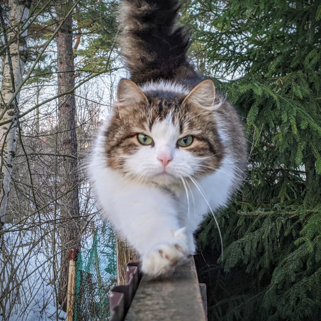 Пропал котик (Ленобласть, ПГТ Кузьмоловский) | Пикабу