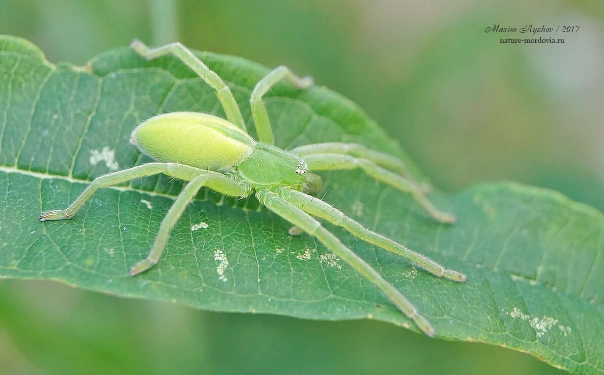 Микромата зеленоватая (Micrommata virescens) | Пикабу