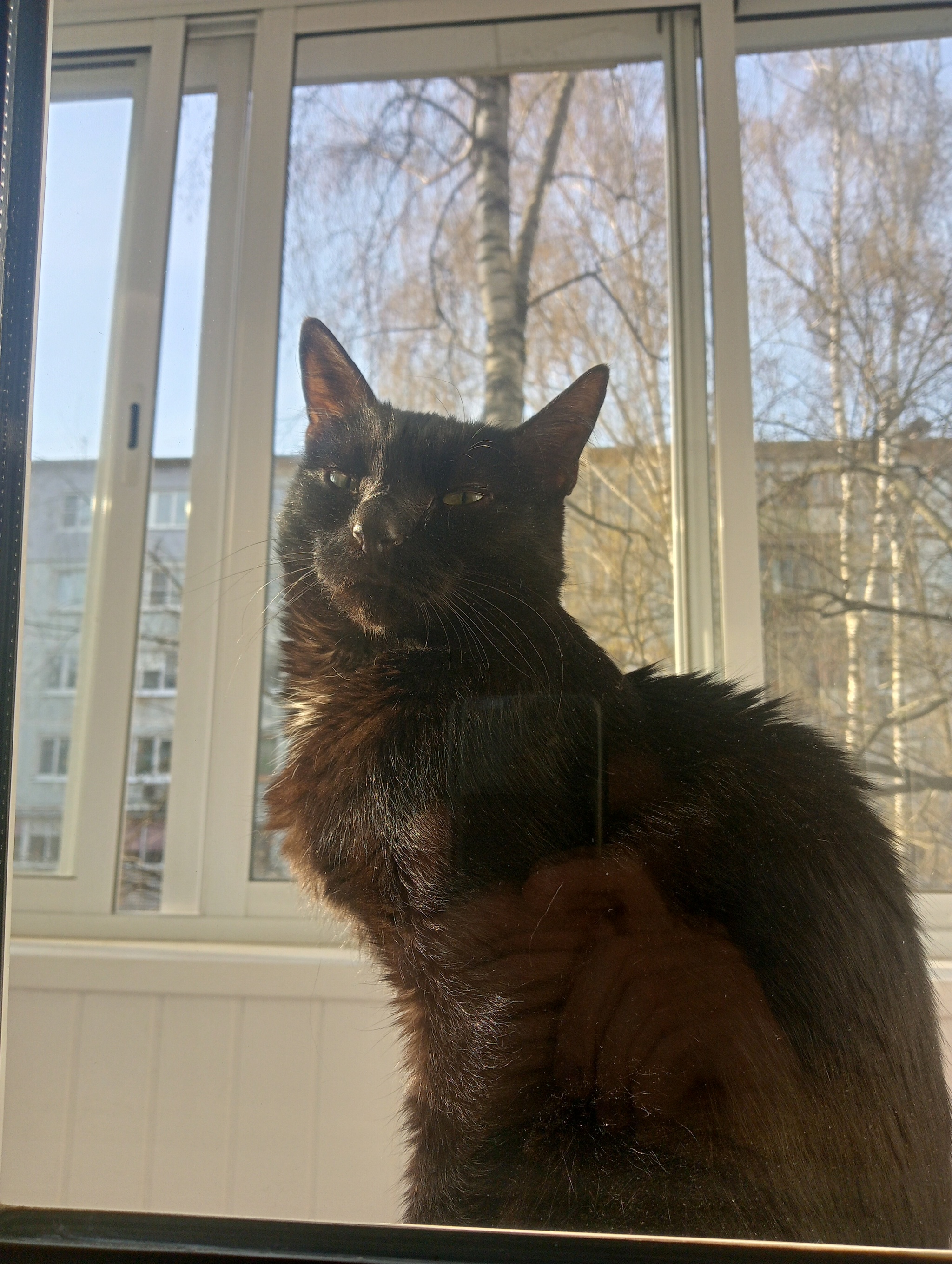 Кот Матвей | Пикабу