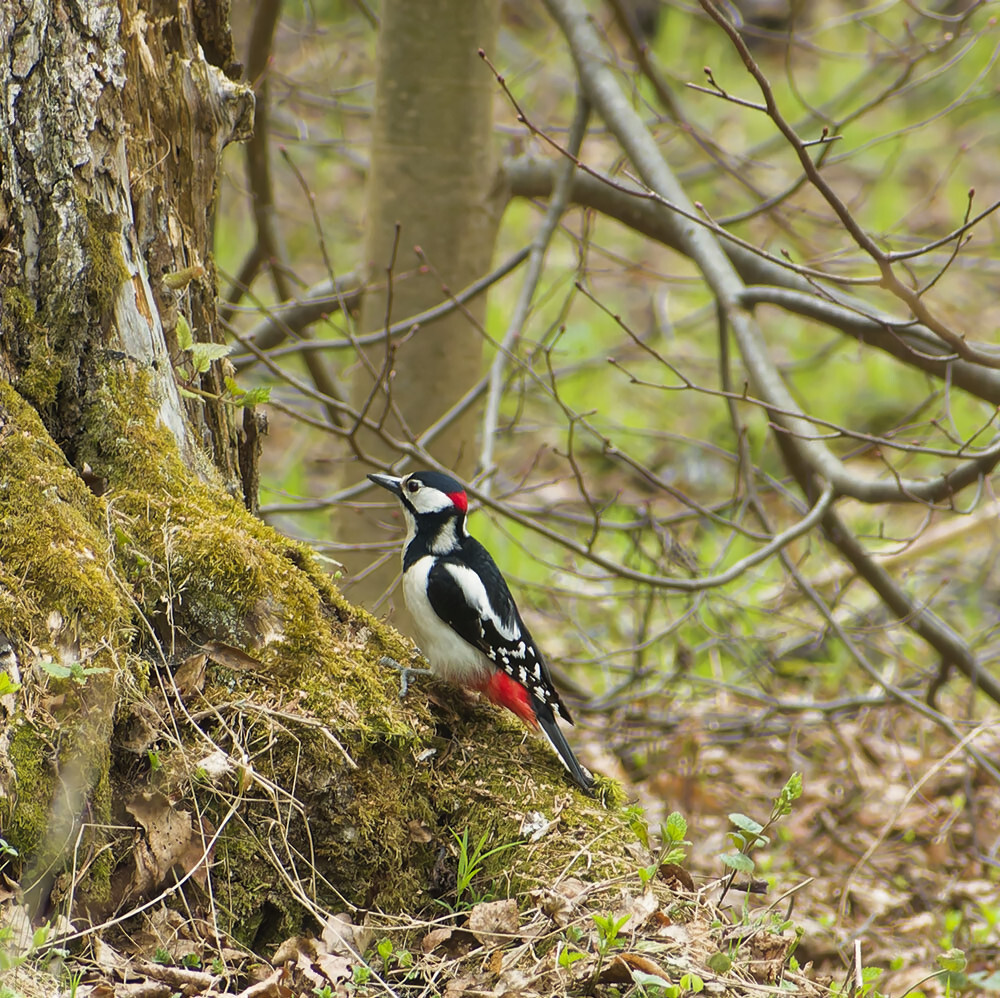Апрель-5 | Пикабу