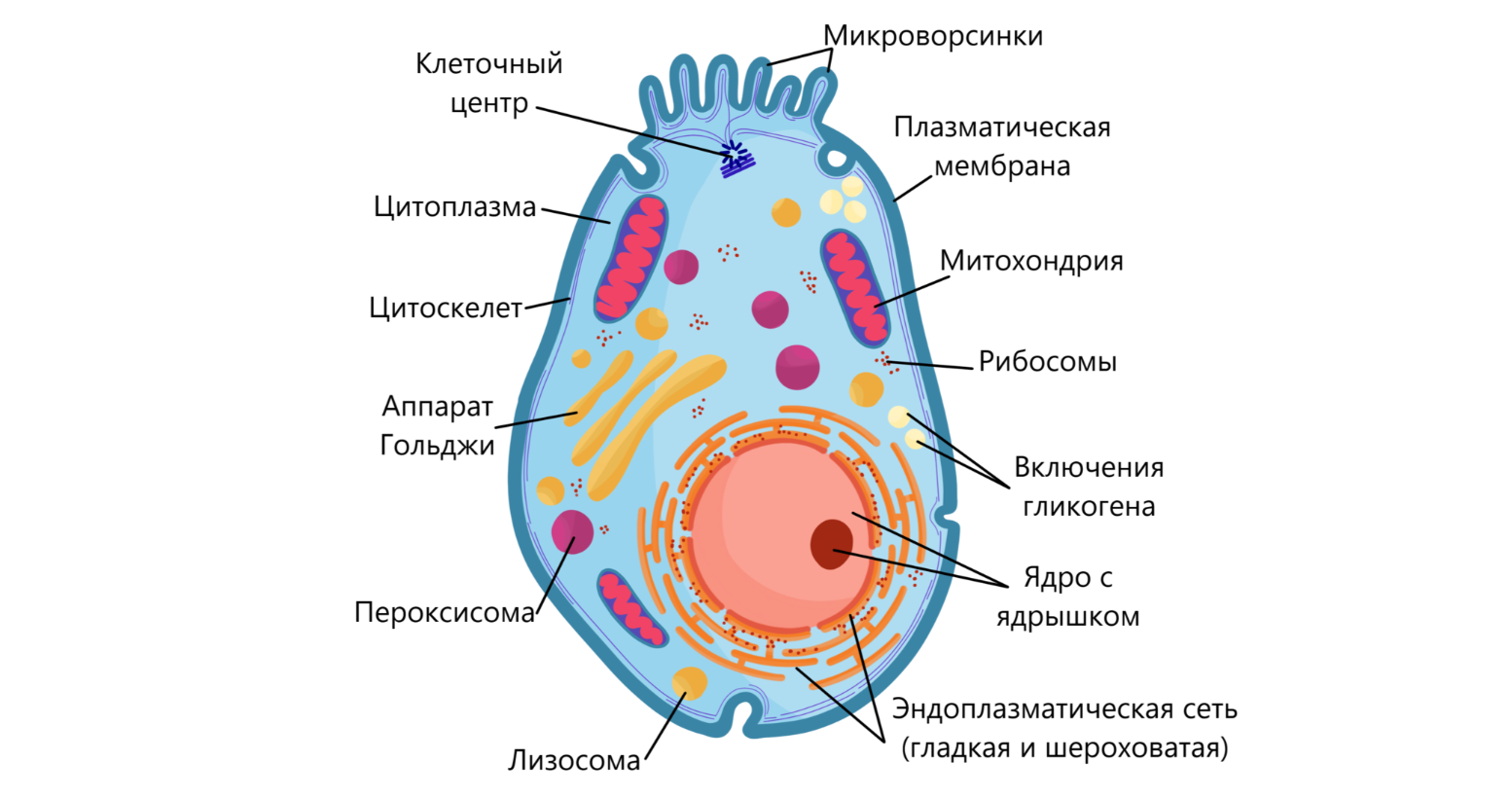 Органоиды клетки под микроскопом | Пикабу