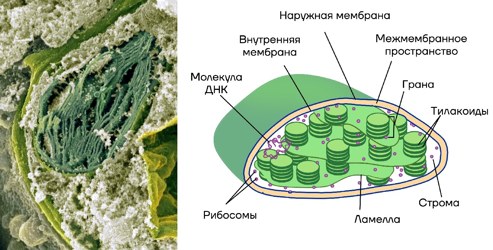 Органоиды клетки под микроскопом | Пикабу