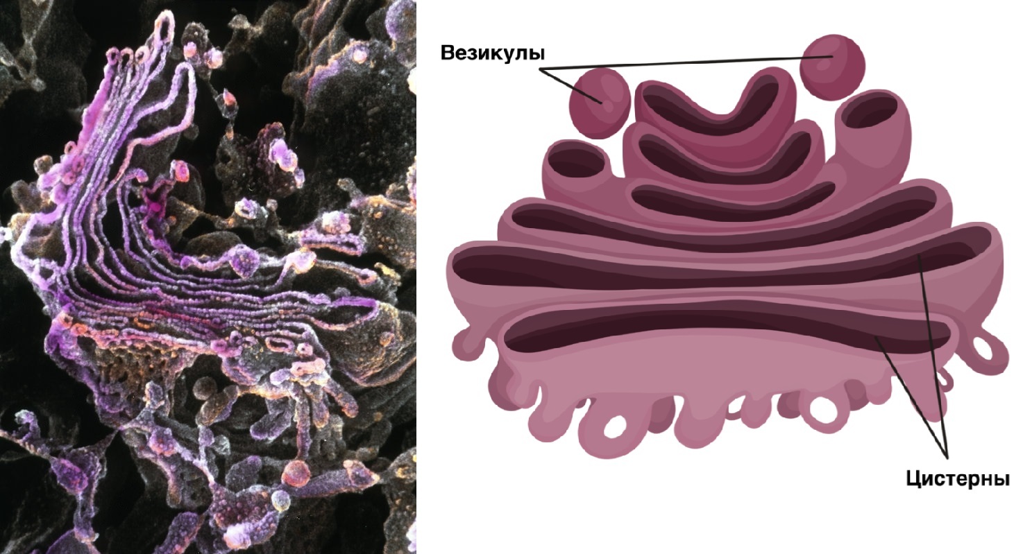 Органоиды клетки под микроскопом | Пикабу