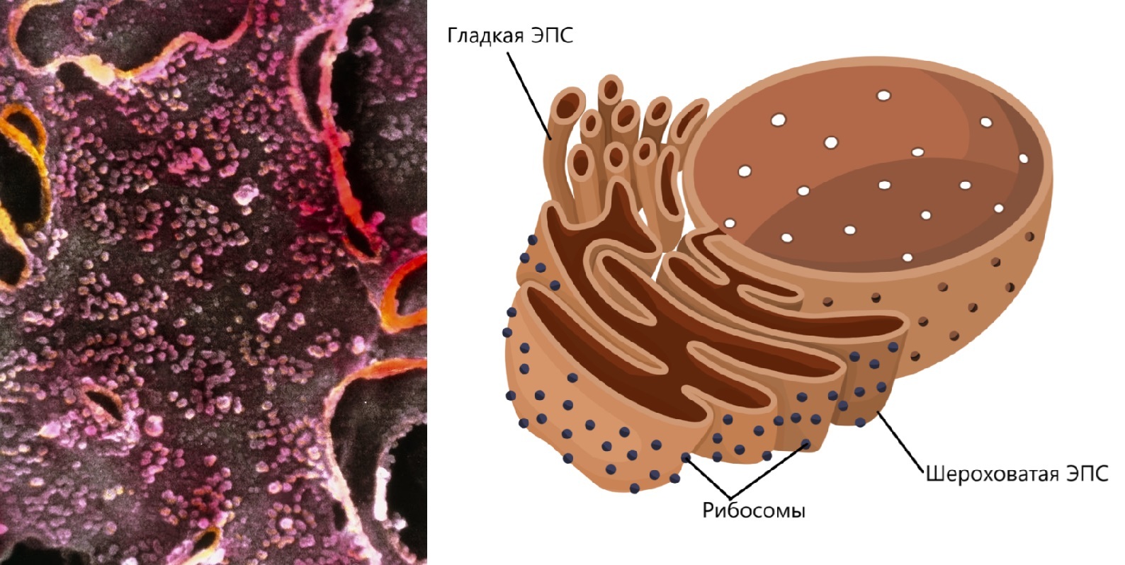 Органоиды клетки под микроскопом | Пикабу