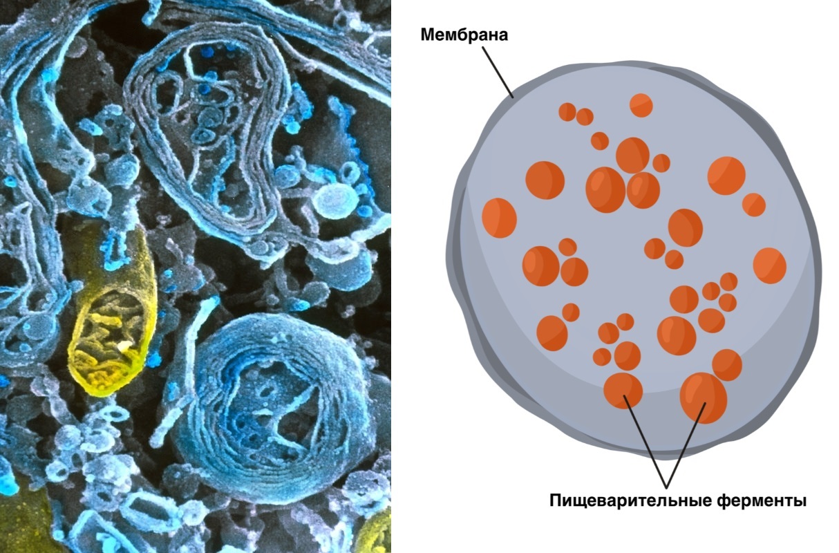 Органоиды клетки под микроскопом | Пикабу