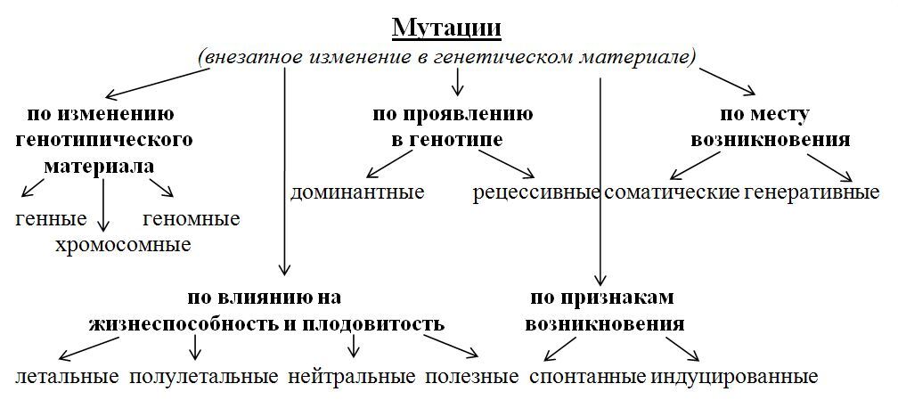 Характер генотипа. Типы мутаций схема. Схема классификации генных мутаций. Виды мутаций схема с примерами. Классификация мутаций таблица.