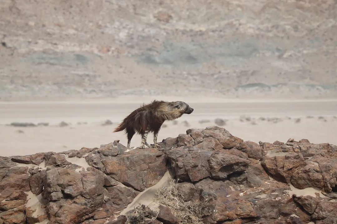 Нынче ветрено | Пикабу
