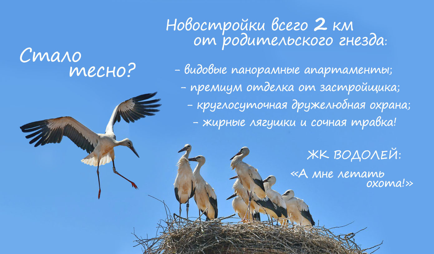 Ответ на пост «Свежие новости из гнезда Брестского аиста» | Пикабу