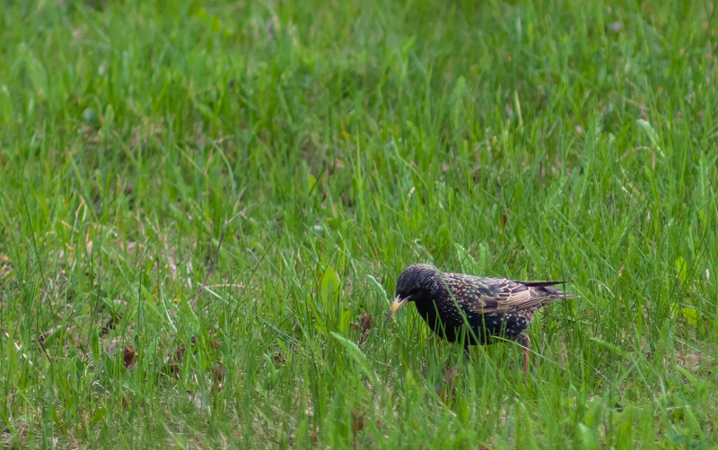Весенние контрасты | Пикабу