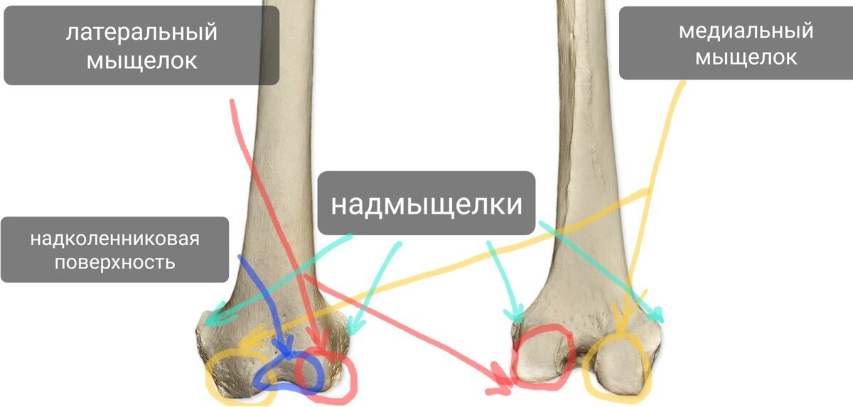 Бедренная кость | Пикабу