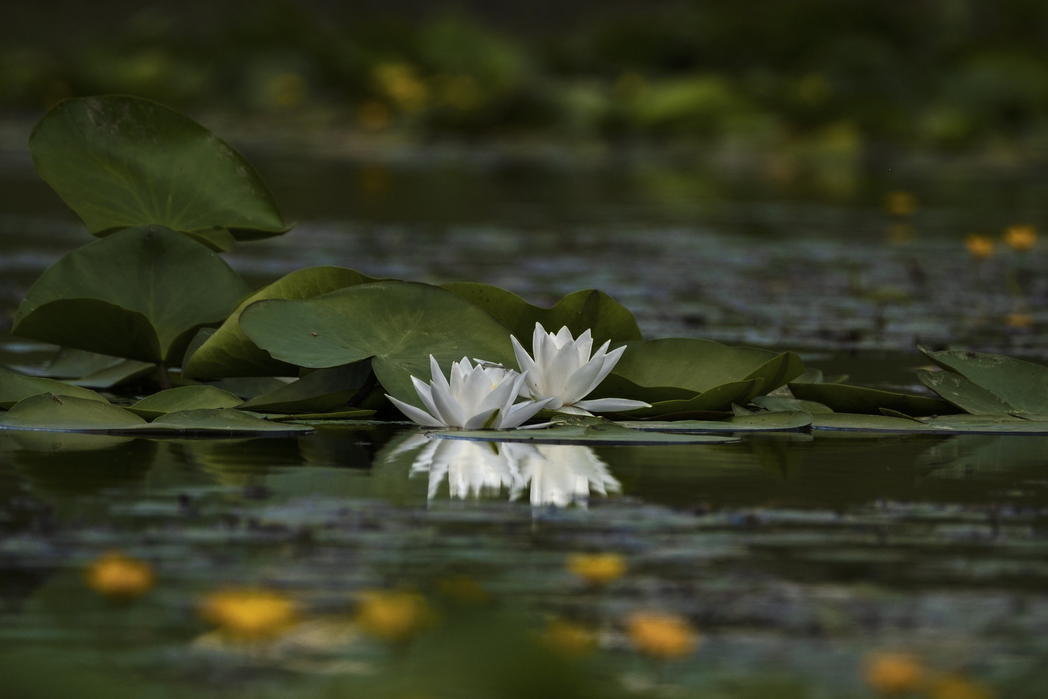 Белые цветы и вода