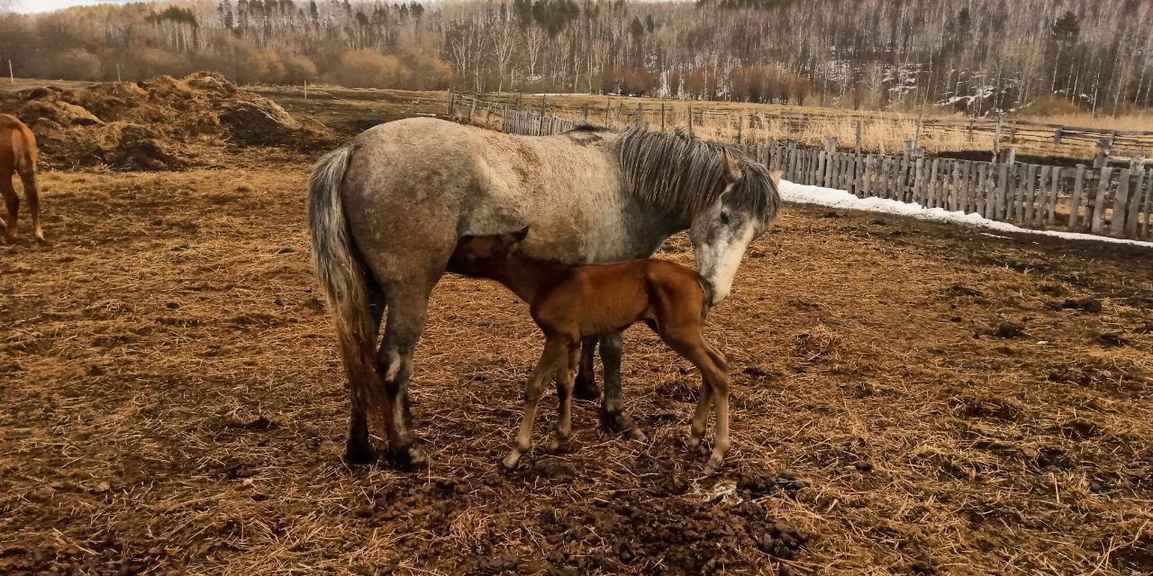 Шарик, по квитанции корова рыжая одна... | Пикабу