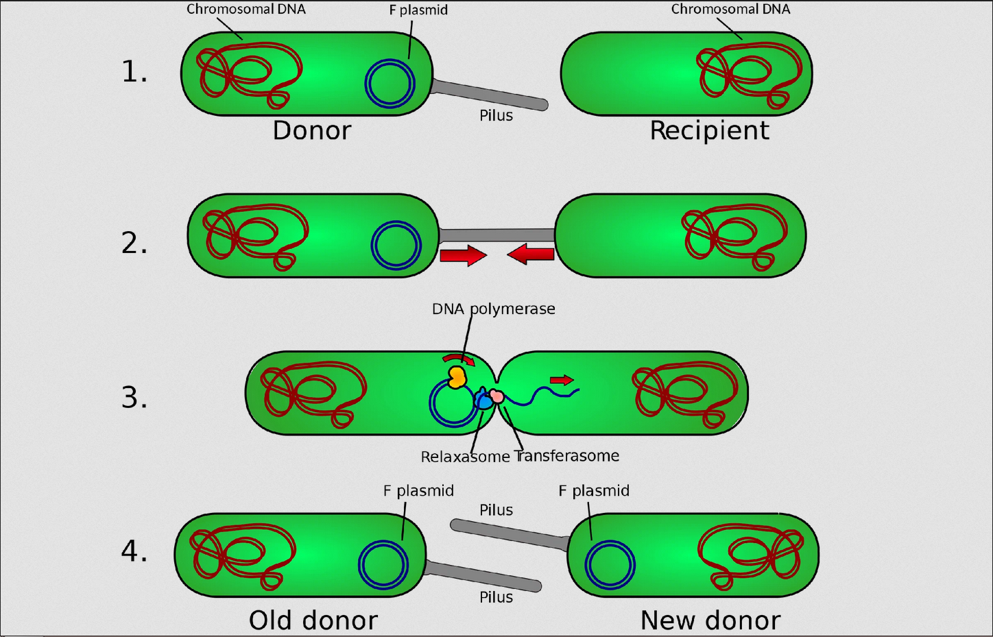 Вирус бактерия или плазмида несущая встроенный фрагмент. Конъюгация и трансдукция. Тип размножения конъюгации у бактерий. Трансформация бактерий схема. Строение плазмид бактерий.