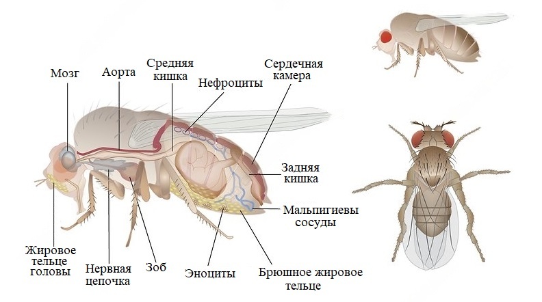 Муха дрозофила сколько ног. Дрозофила. Строение дрозофилы. Муха дрозофила. Части тела дрозофилы.