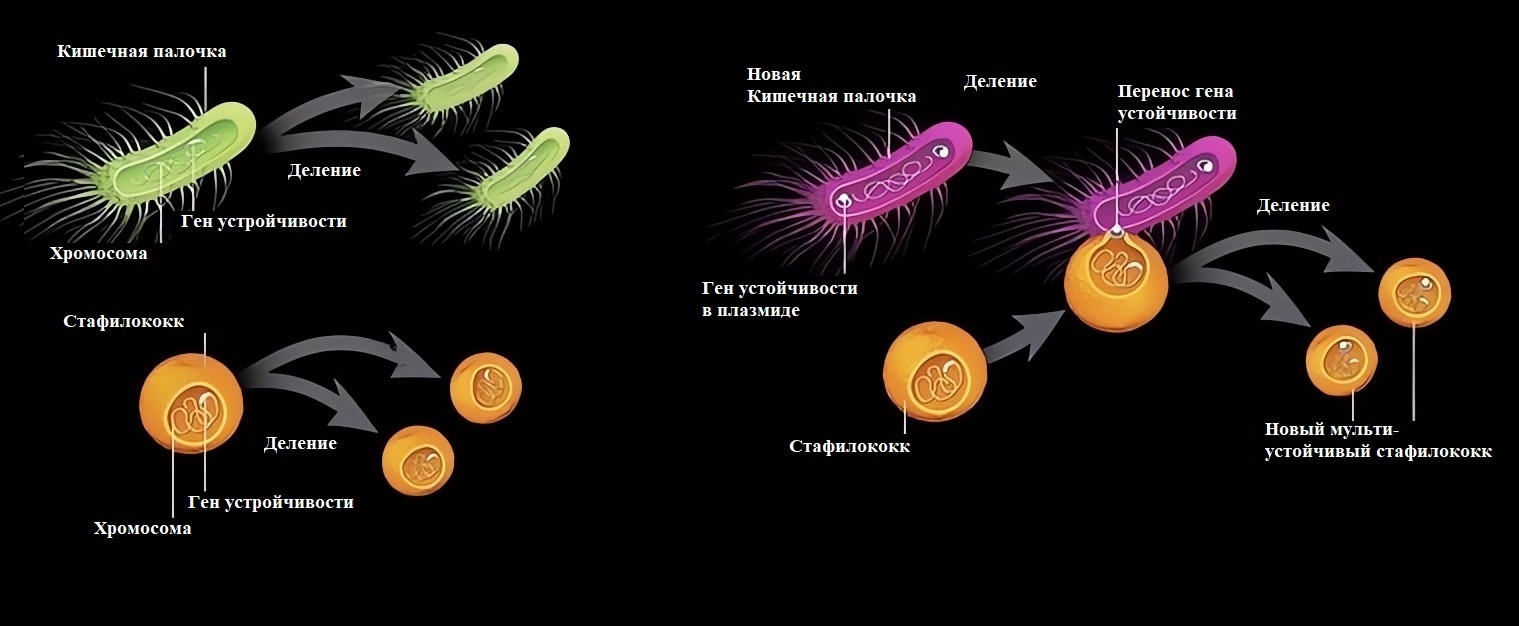Конъюгация бактерий под микроскопом | Пикабу