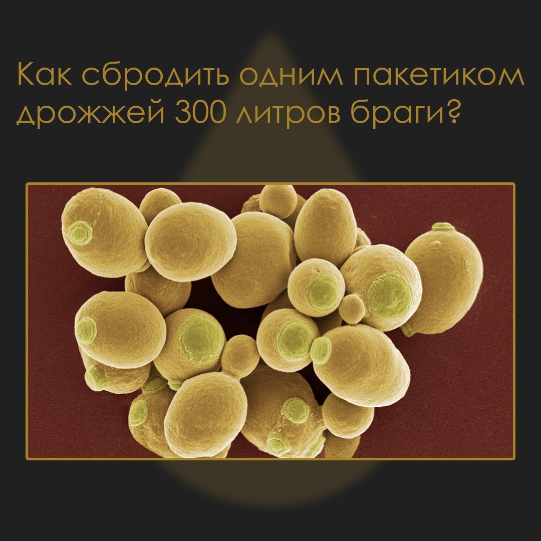 Сбродить одним пакетом дрожжей 300л браги - ЛЕГКО! | Пикабу