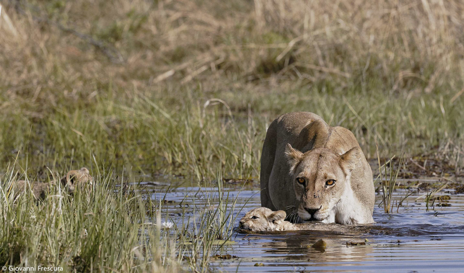 Урок плавания | Пикабу