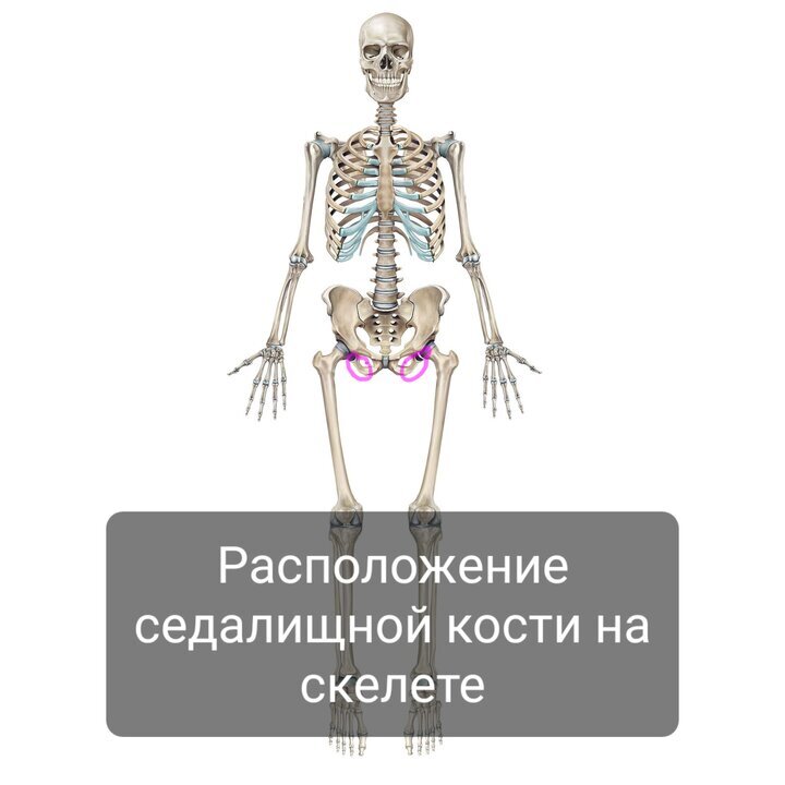 Тазовая кость. Часть 3. Седалищная кость | Пикабу